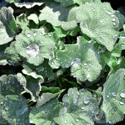 Alchemilla mollis 'Thriller' 1.5L