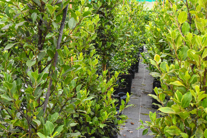 Ficus 'Tuffi' 25L