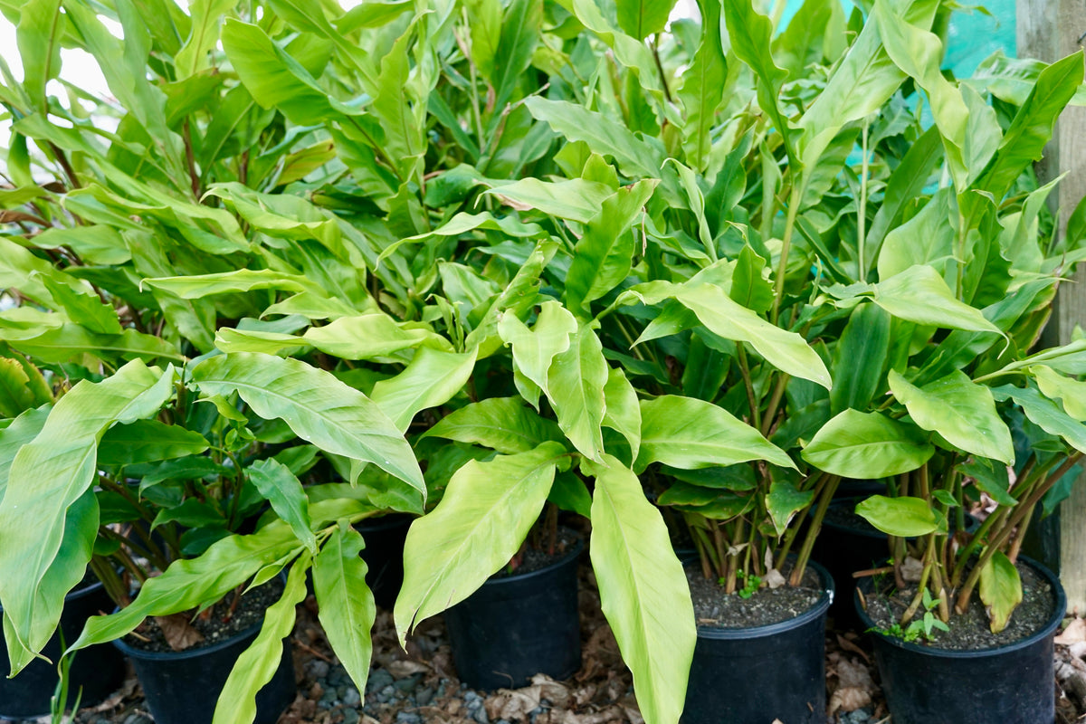 Alpinia nutans 5L