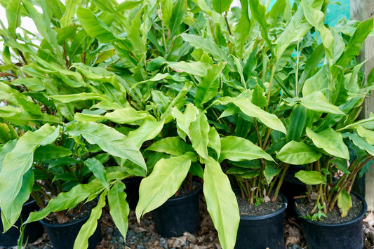 Alpinia nutans 5L