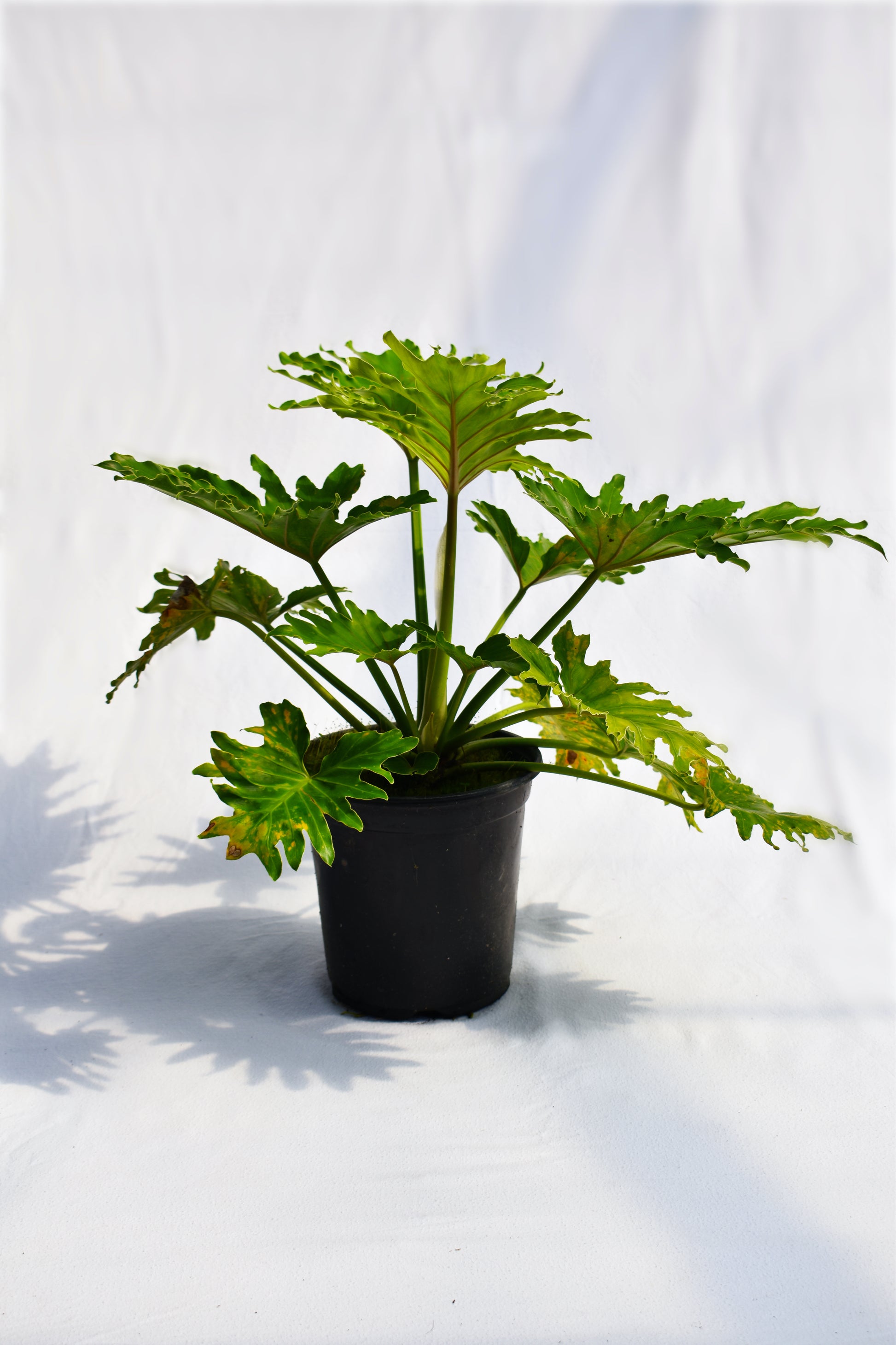 Philodendron 'Shangri-La' image 0