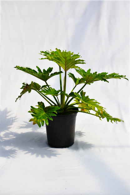 Philodendron 'Shangri-La' image 0