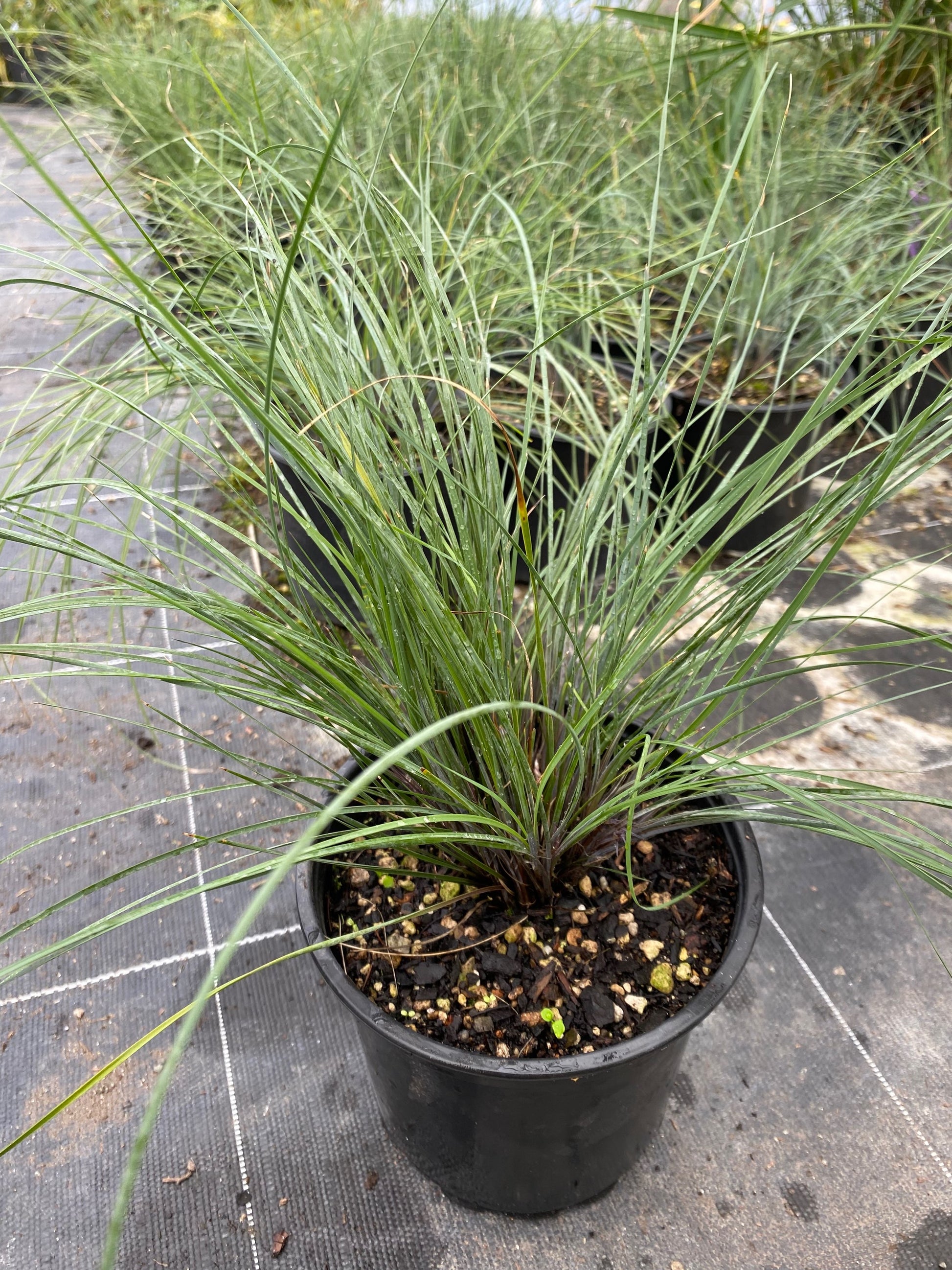 Lomandra 'Frosty Tops' image 1