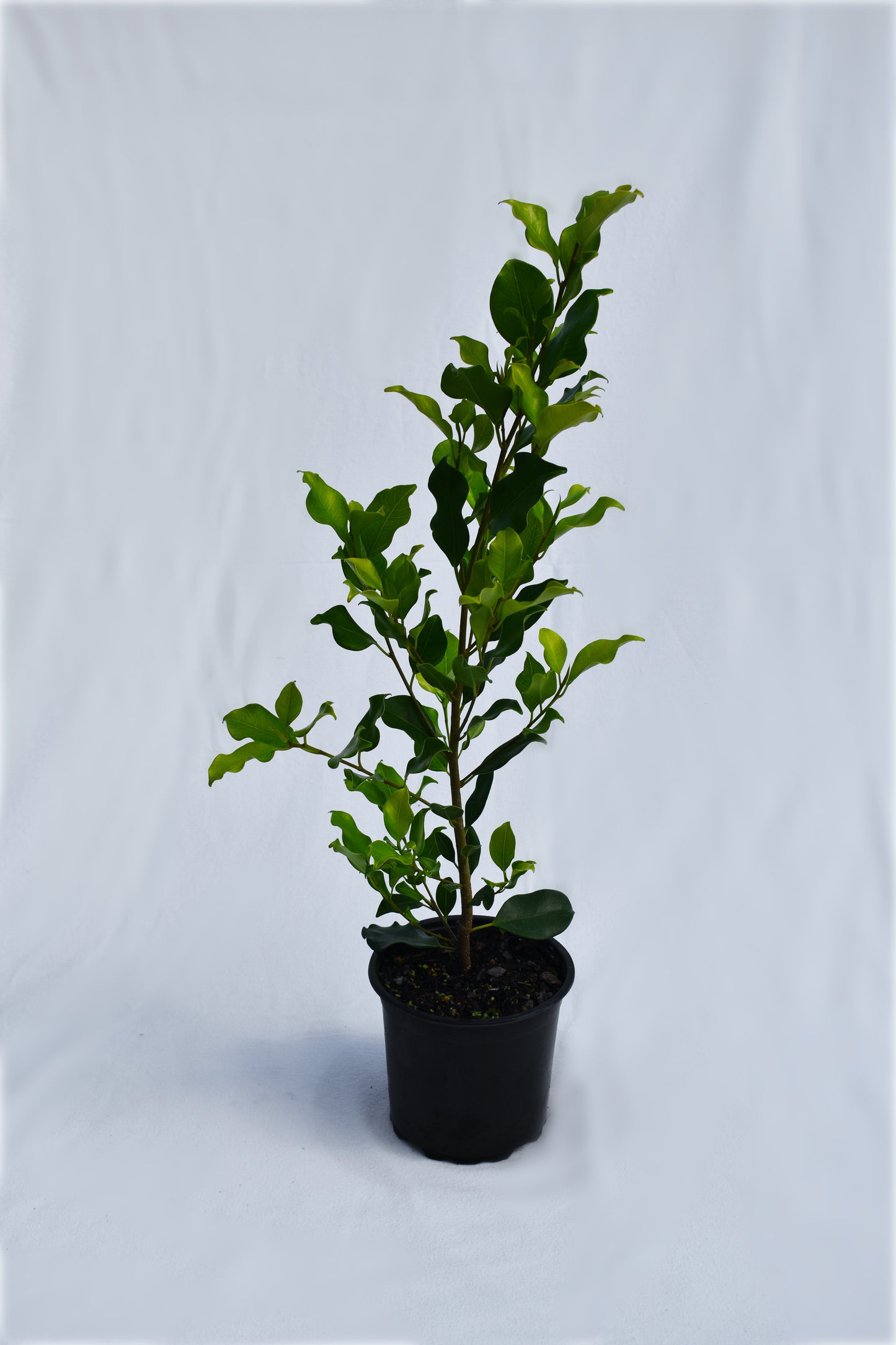 Ficus tuffi image 0