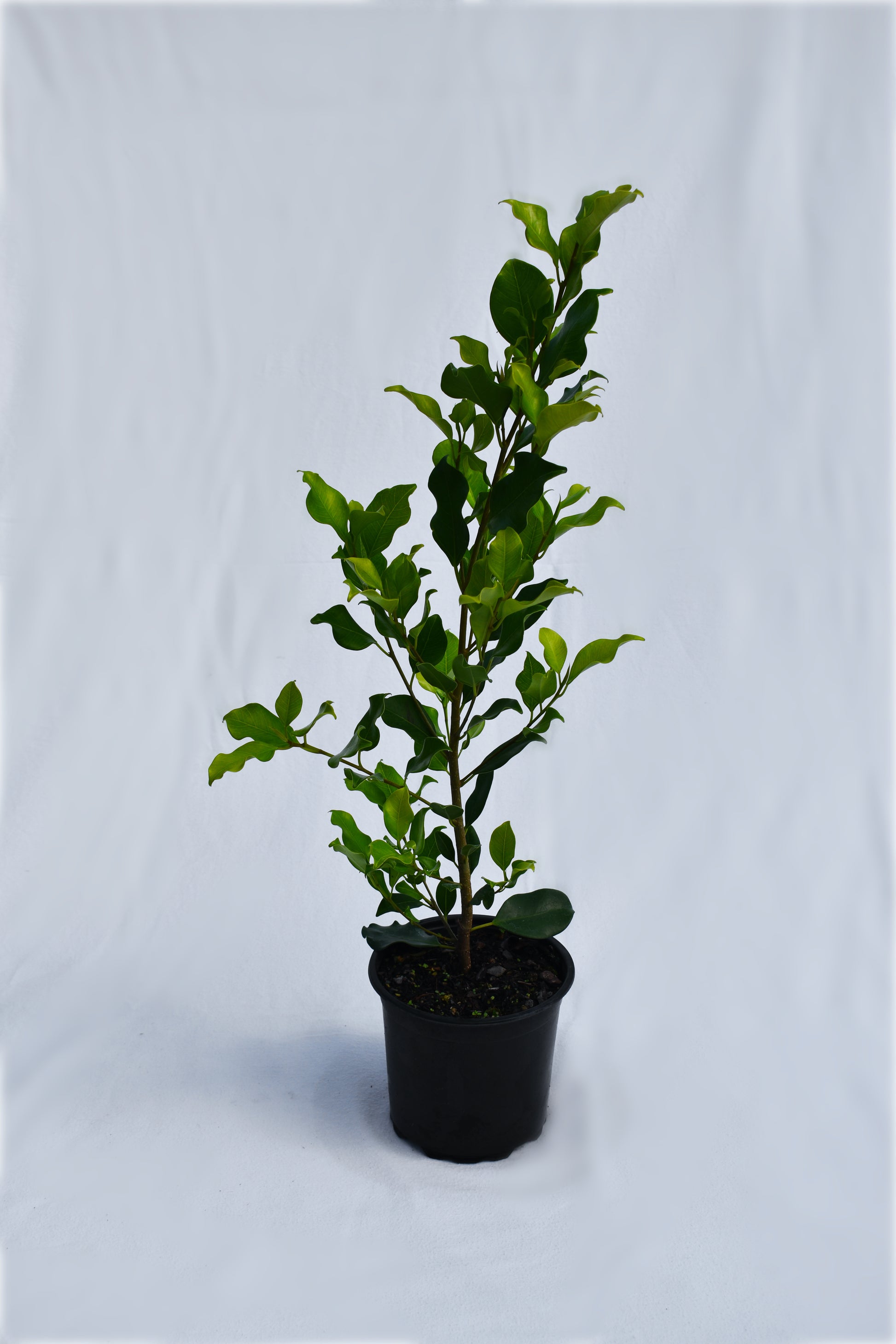 Ficus tuffi image 0