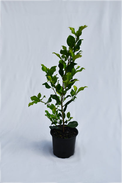 Ficus tuffi image 0