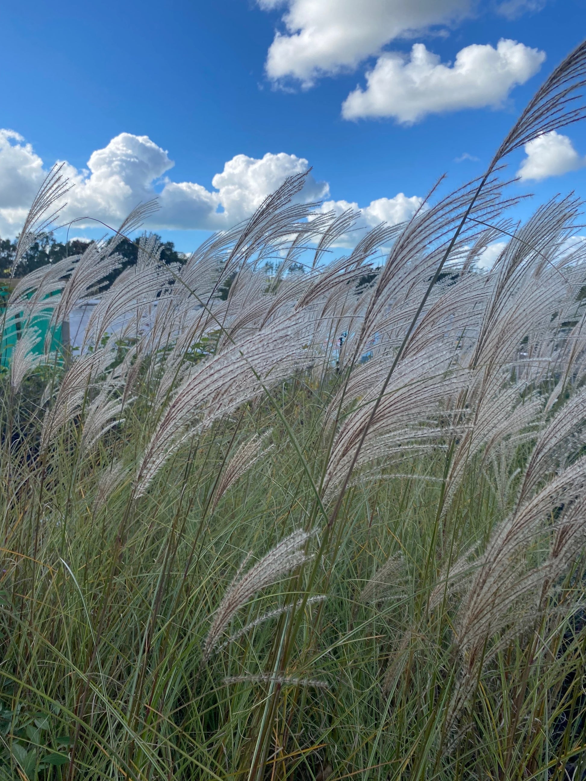 Miscanthus 'Morning Light' image 0
