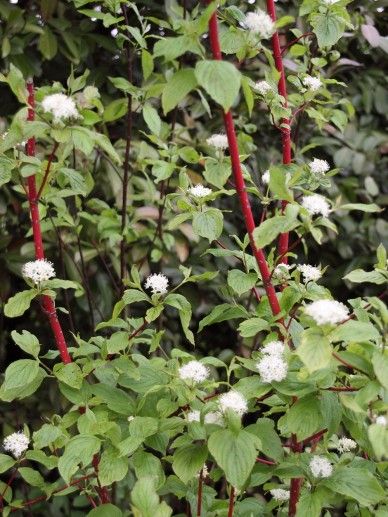 Cornus alba Sibirica image 0