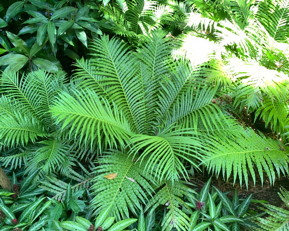 Blechnum gibbum 'Silver Lady' 3.5L image 3