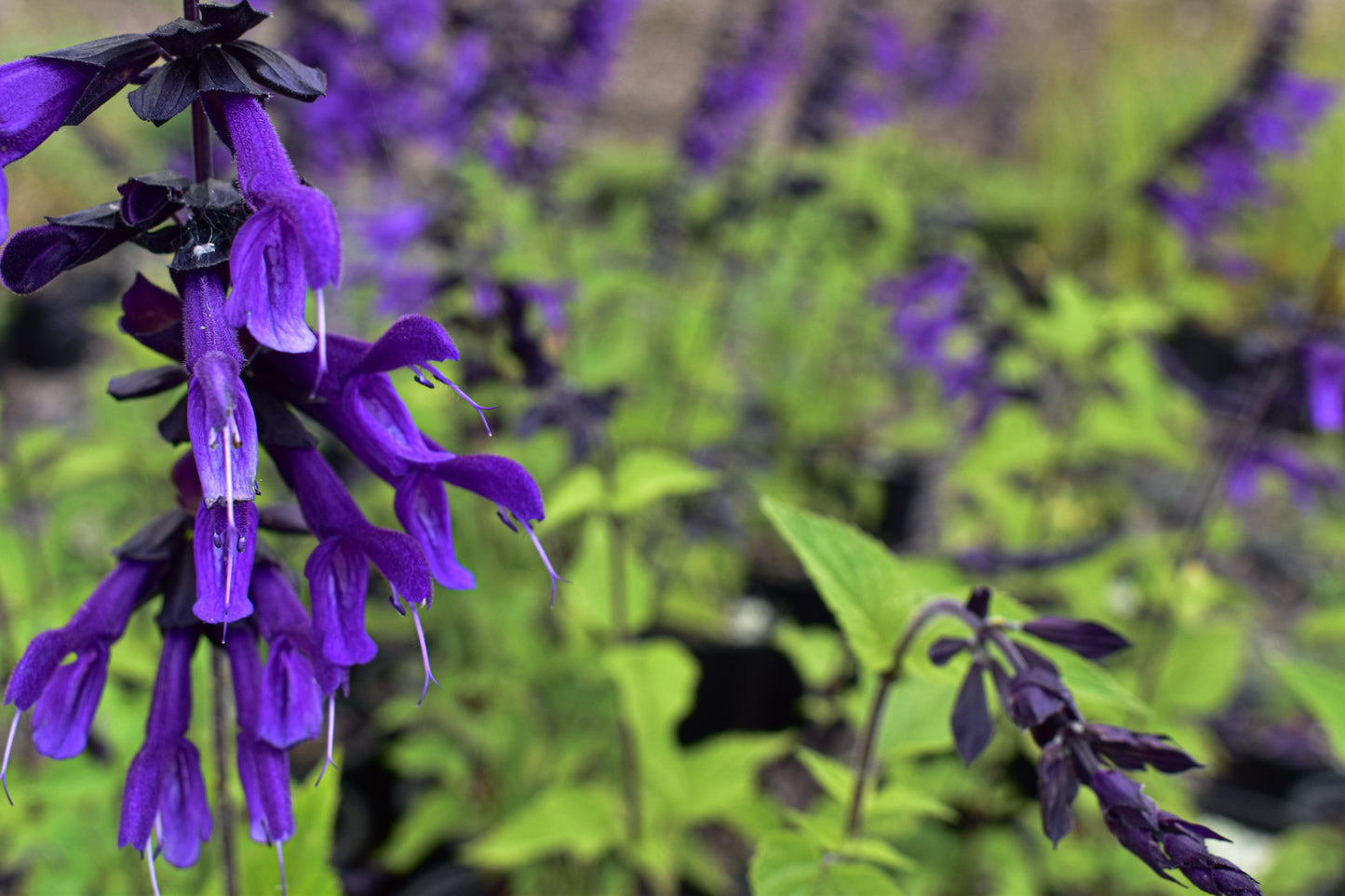 Salvia Ingigo Spires image 0