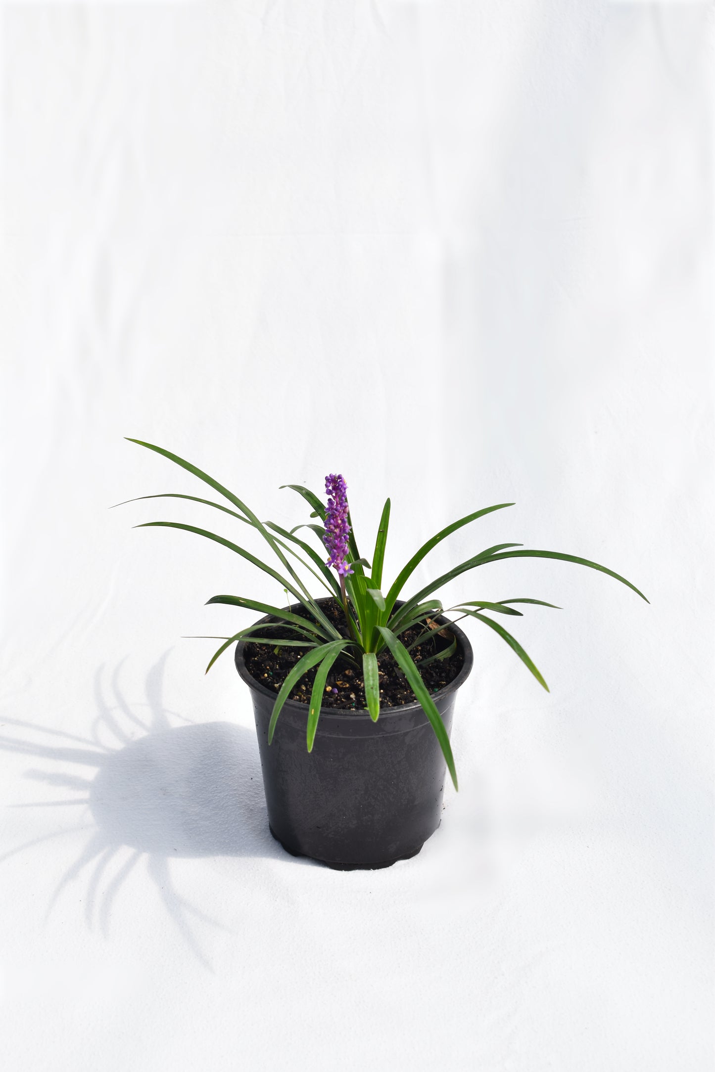 Liriope Muscari image 0