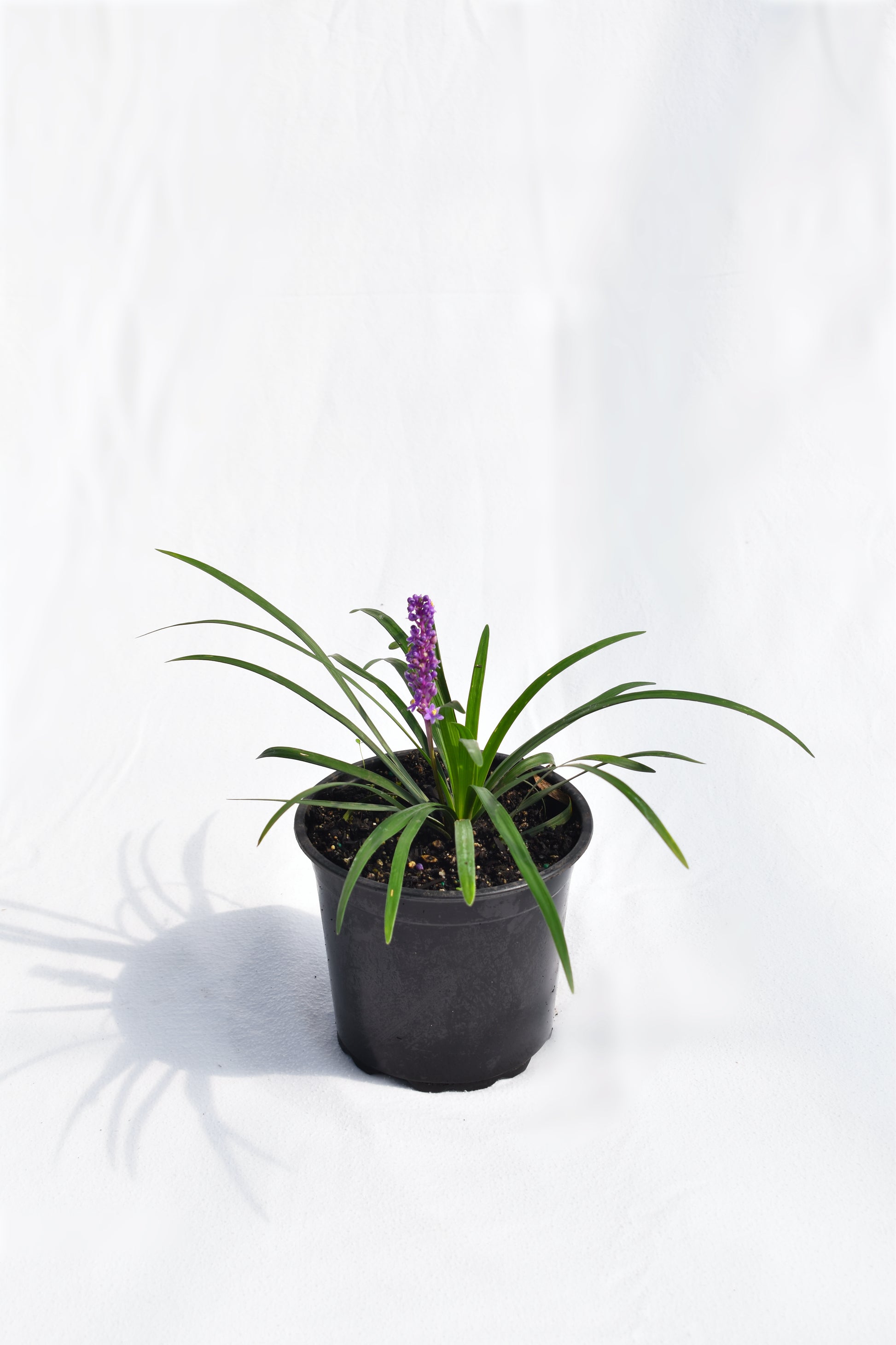 Liriope Muscari image 0
