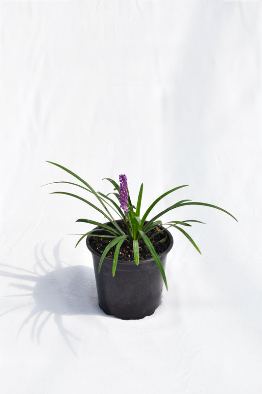 Liriope Muscari image 0