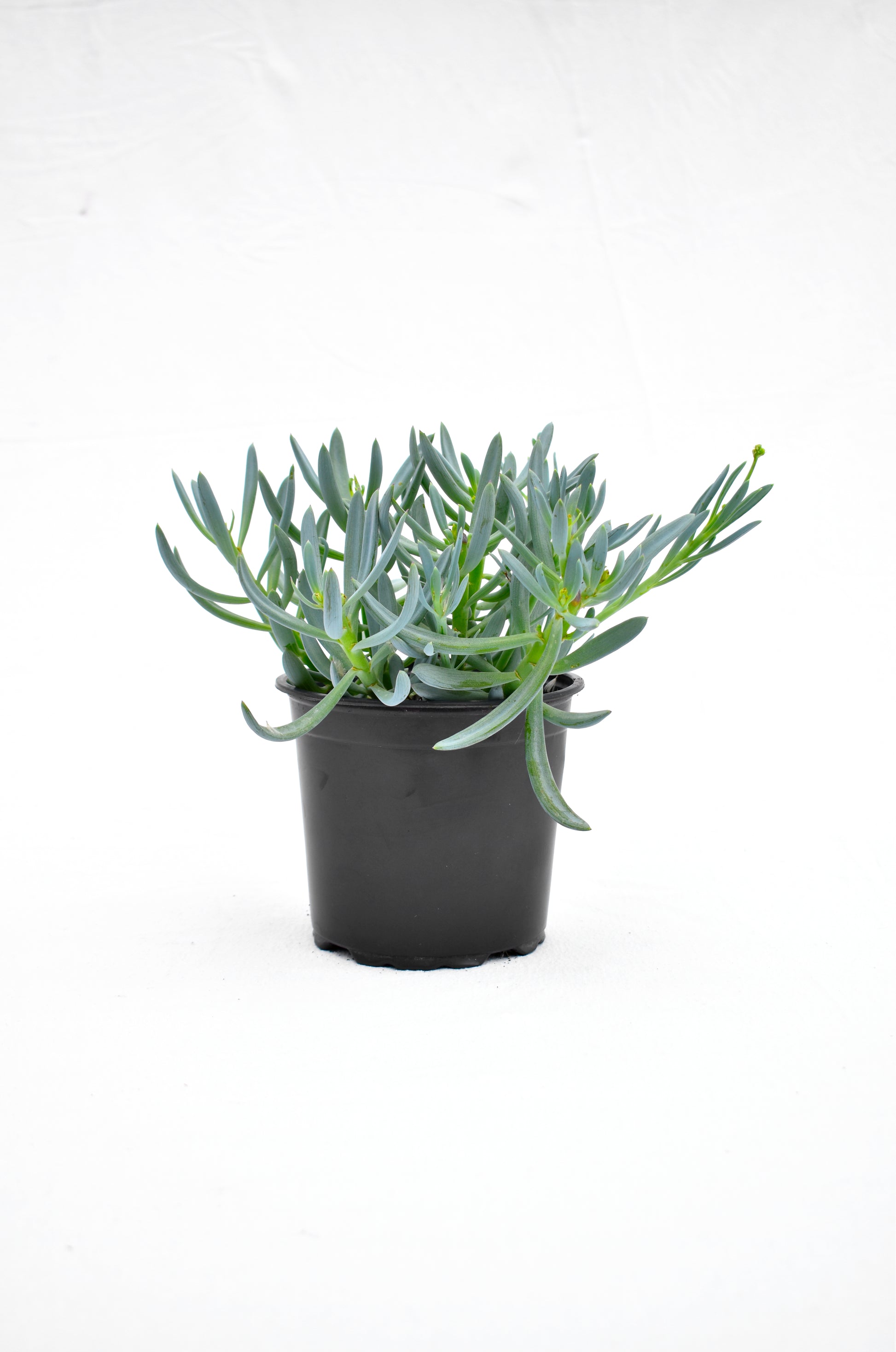 Senecio serpens image 0