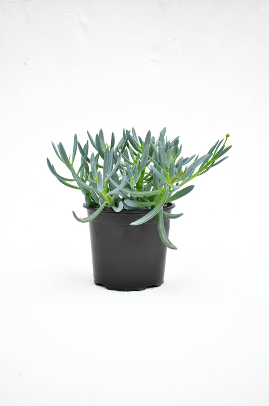 Senecio serpens image 0