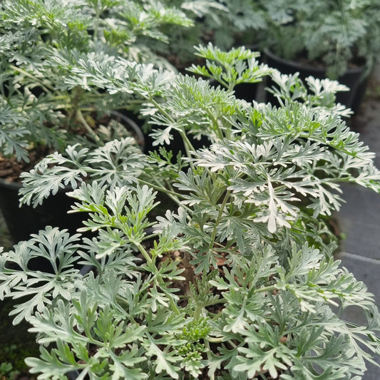 Artemisia 'Powis Castle' 1.5L