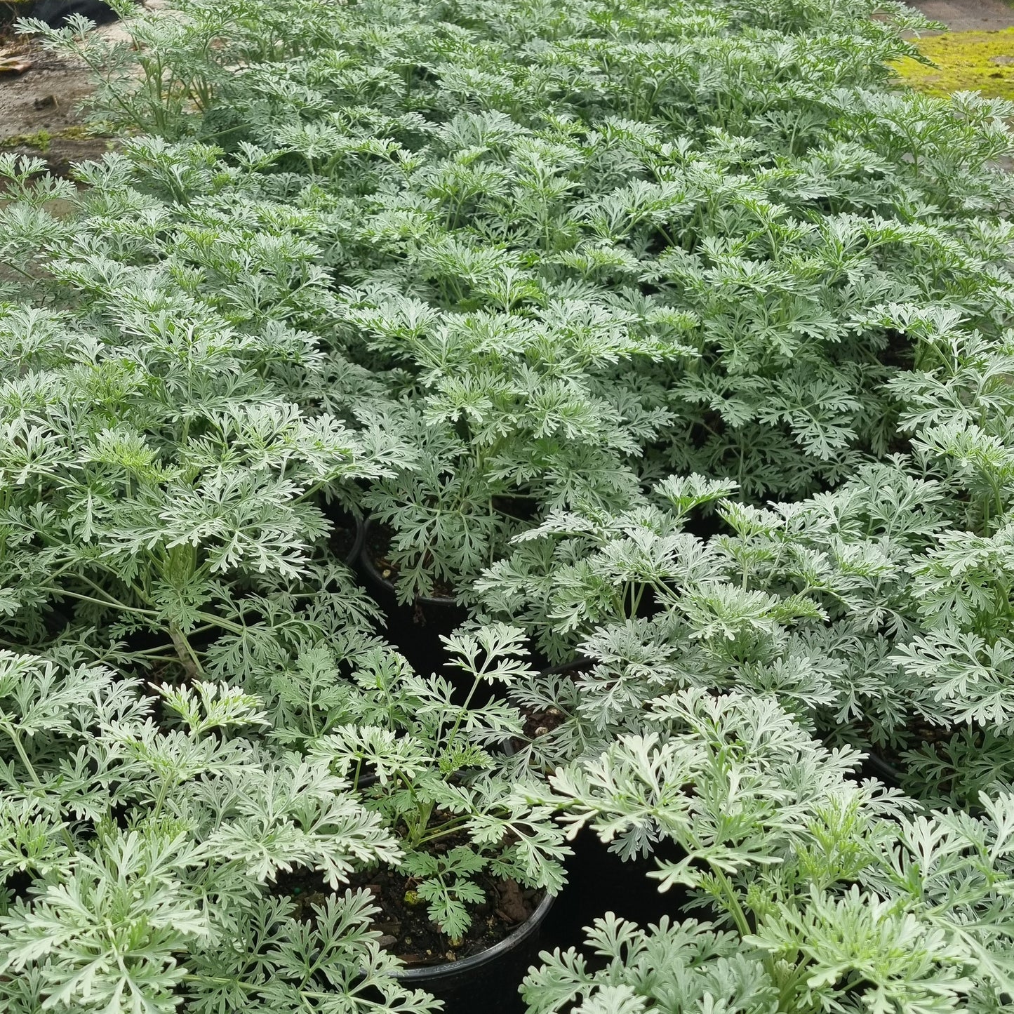 Artemisia 'Powis Castle' 1.5L