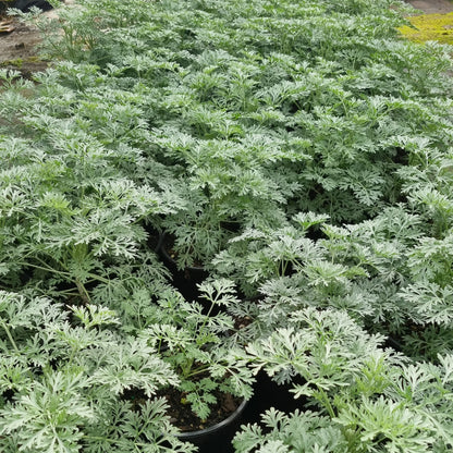 Artemisia 'Powis Castle' 1.5L