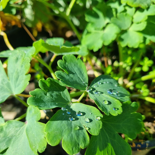 Aquilegia 'Nora Barlow' 1.5L