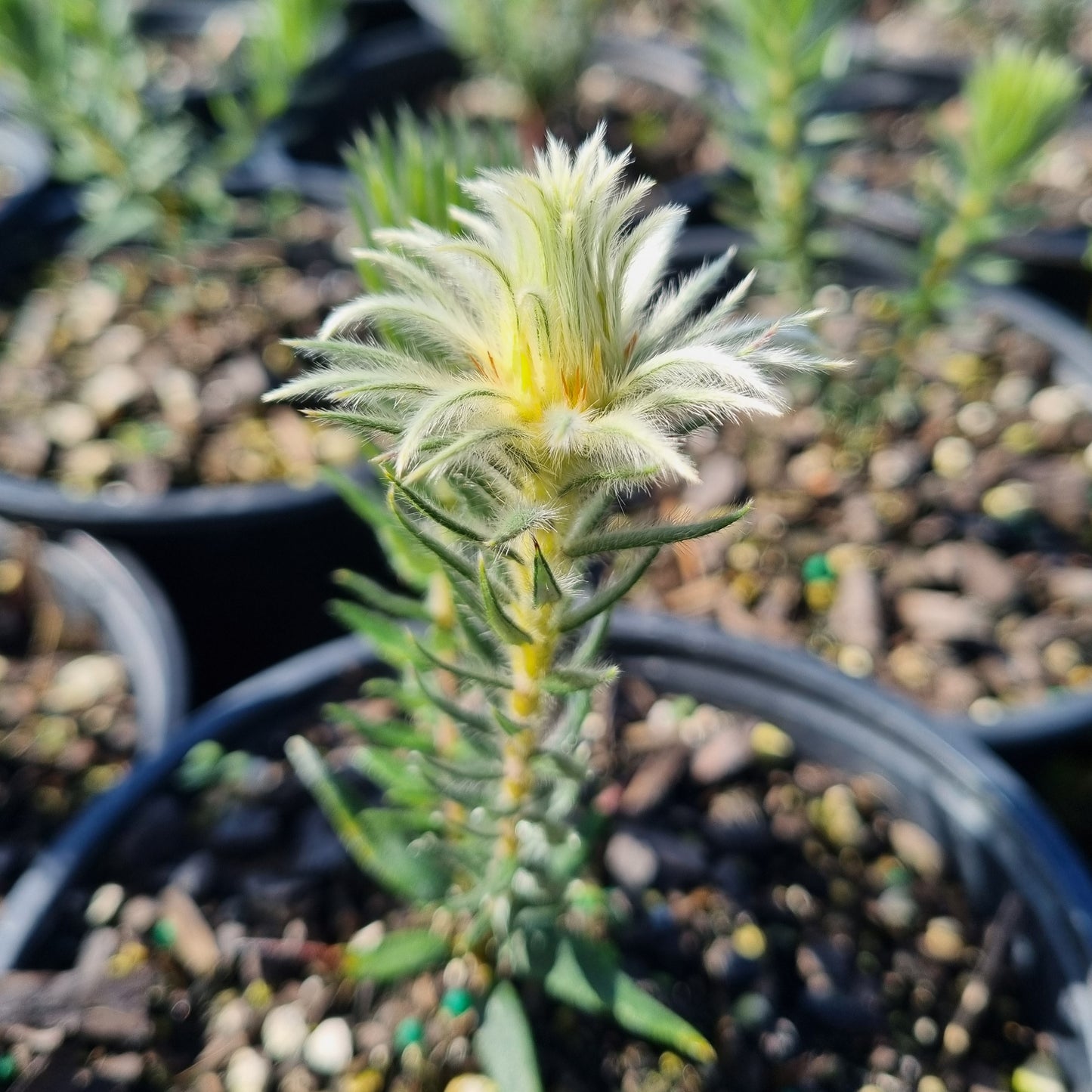 Phylica plumosa 1.5L