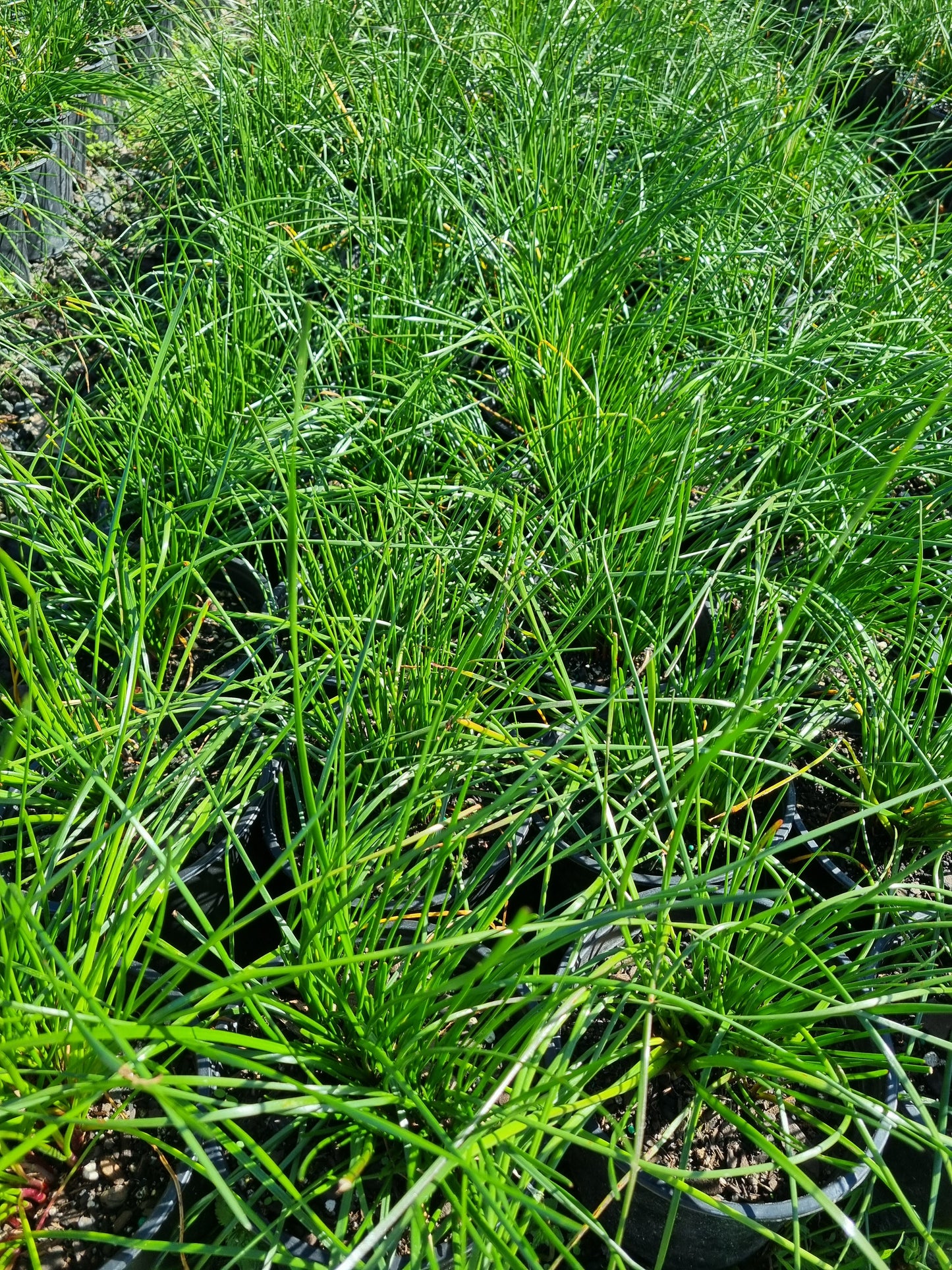 Zephyranthes candida 1.5L