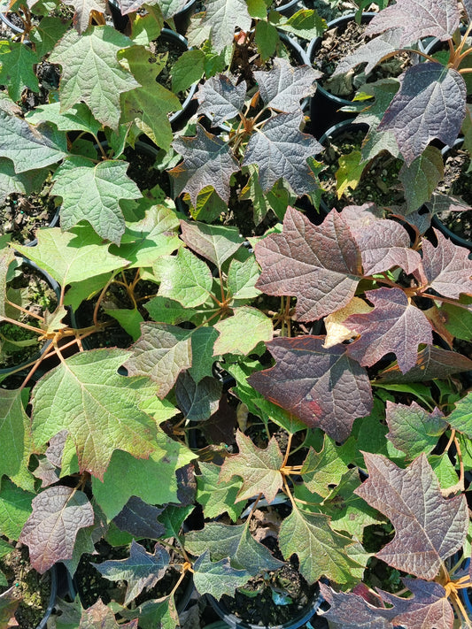 Hydrangea quercifolia 1.5L