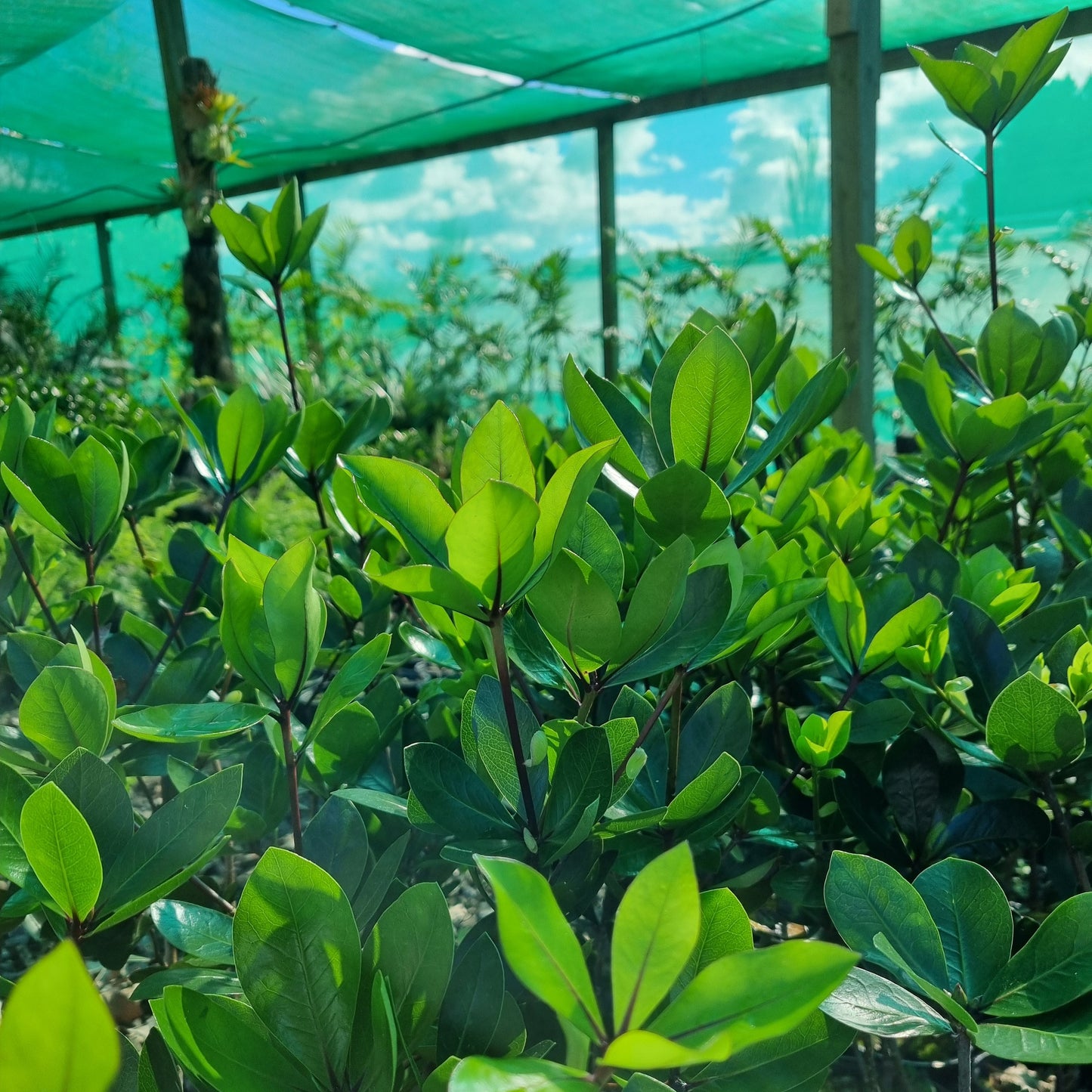 Pittosporum cornifolium 5L