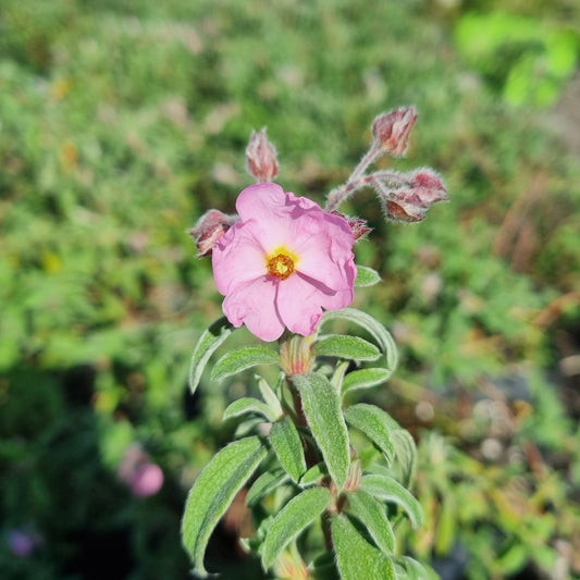 Cistus 'Pink Ice' 5L