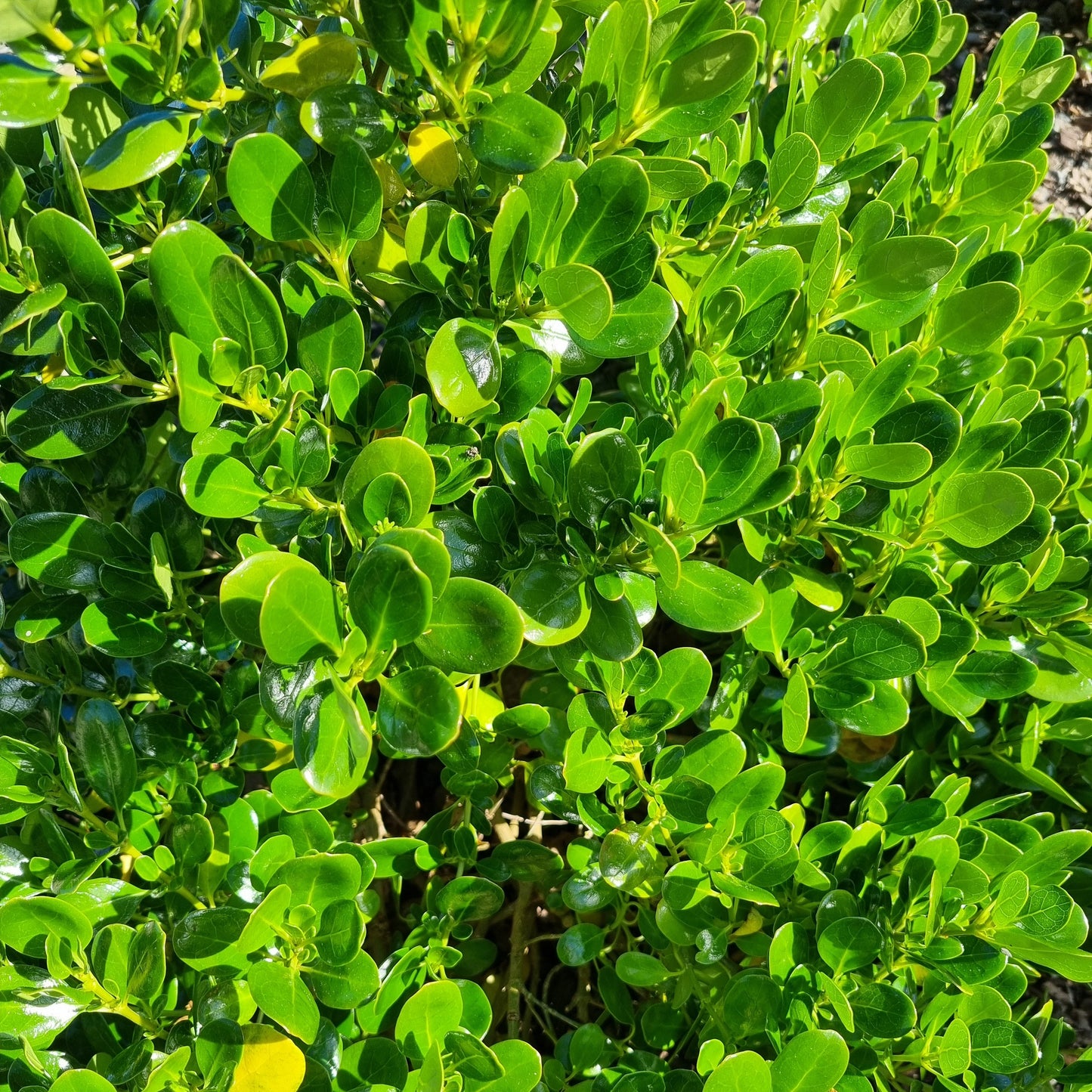 Coprosma repens 'Poor Knights' 1.5L