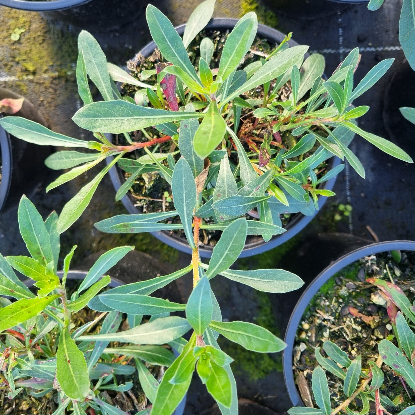 Gaura 'Sparkle White' 1.5L