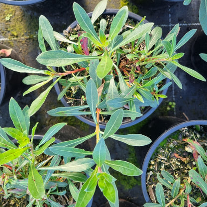 Gaura 'Sparkle White' 1.5L