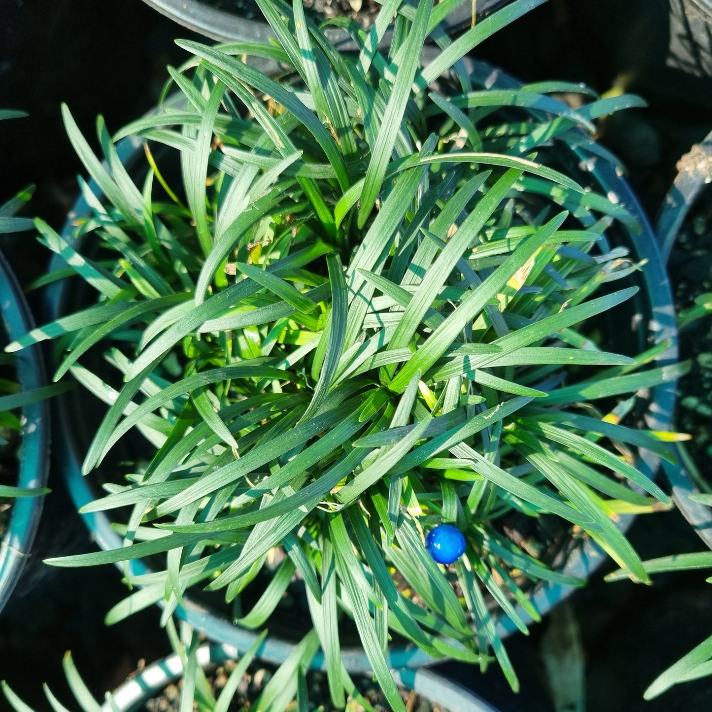 Ophiopogon japonicus 'Nana' 1.5l
