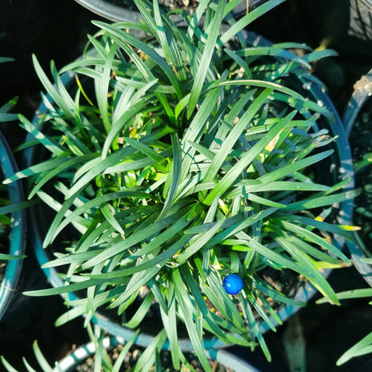 Ophiopogon japonicus 'Nana' 1.5l