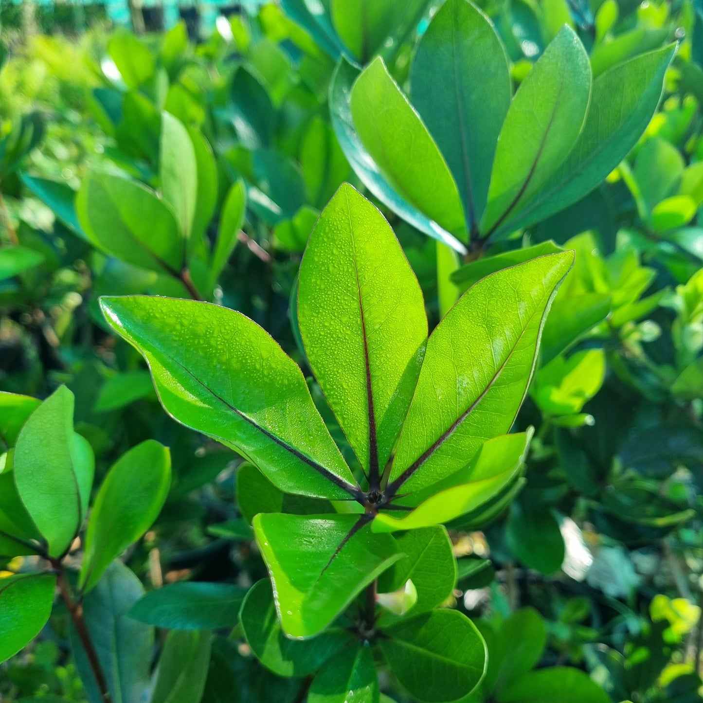 Pittosporum cornifolium 1.5L
