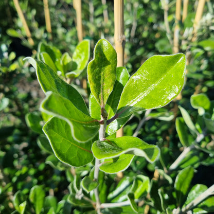 Pittosporum crassifolium 1.5L