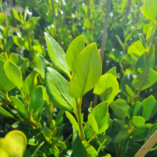 Griselinia 'Whenuapai' 5L