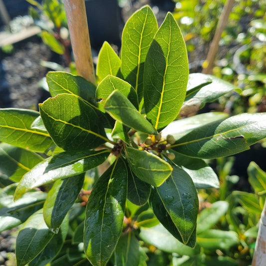 Laurus nobilis 8L