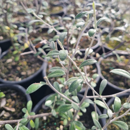 Corokia 'Emerald and Jade' 1.5L