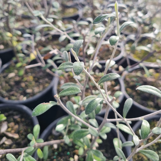 Corokia 'Emerald and Jade'