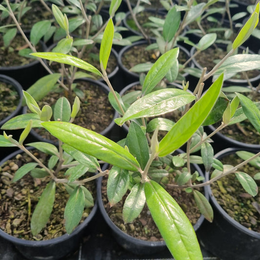 Corokia 'Geenty's Giant' 1.5L