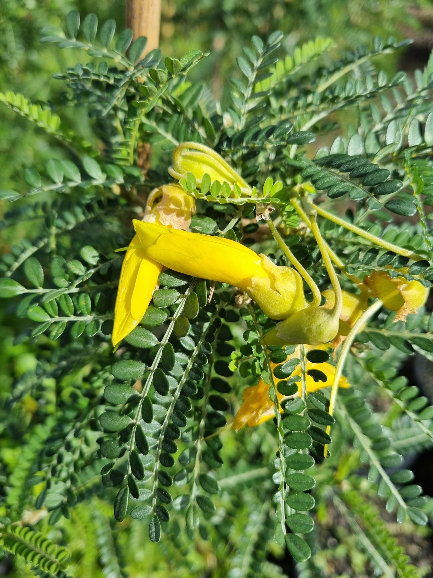 Sophora 'Dragon's Gold' 5L