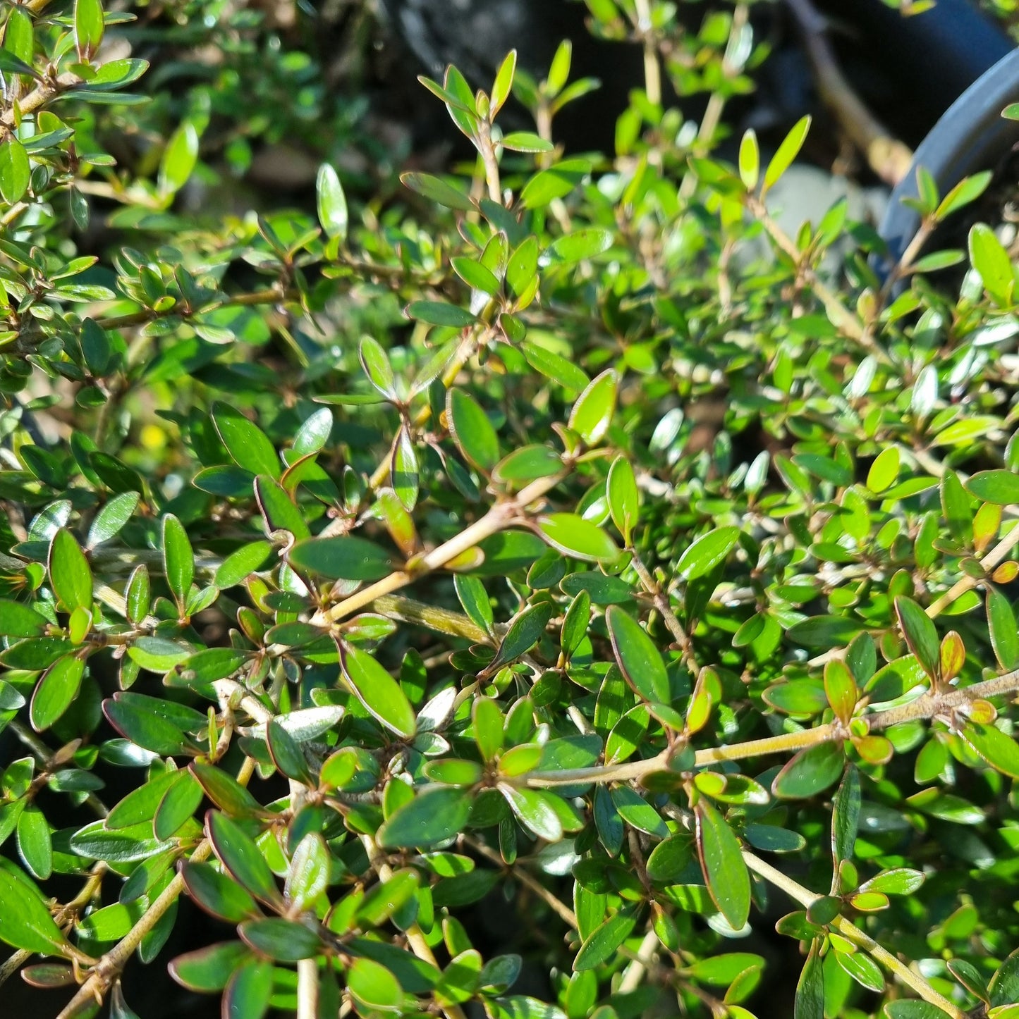 Coprosma 'Taiko' 1.5L