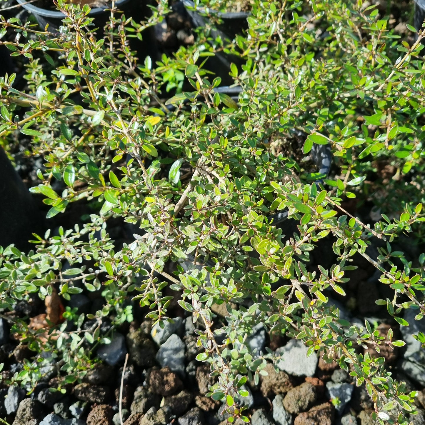Coprosma 'Taiko' 1.5L