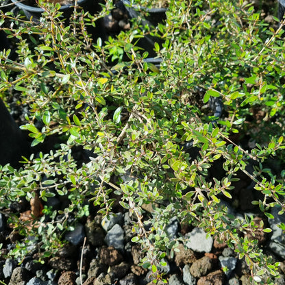 Coprosma 'Taiko' 1.5L