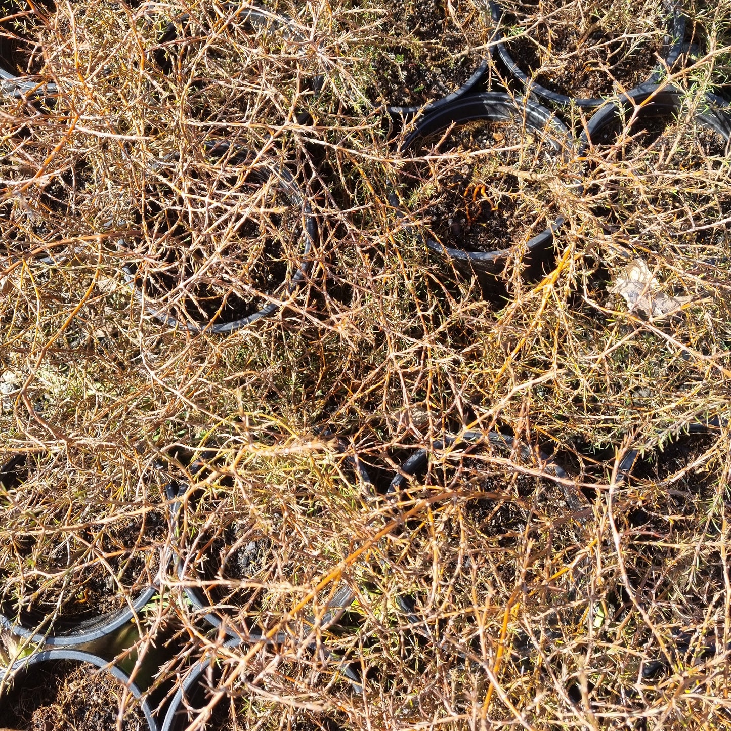 Coprosma 'Red Rocks' 1.5L