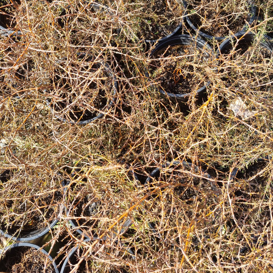 Coprosma 'Red Rocks' 1.5L