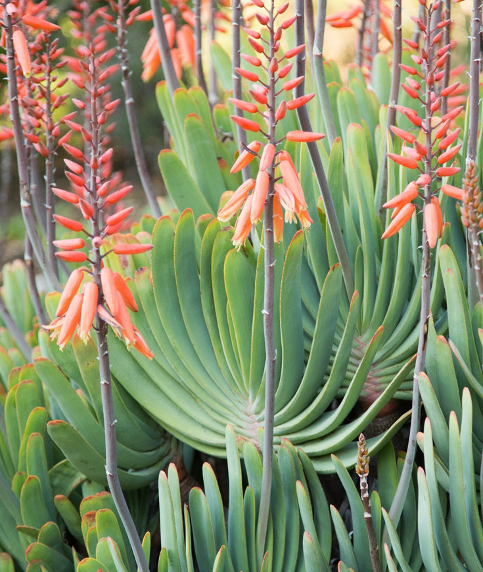 Aloe plicatilis image 0