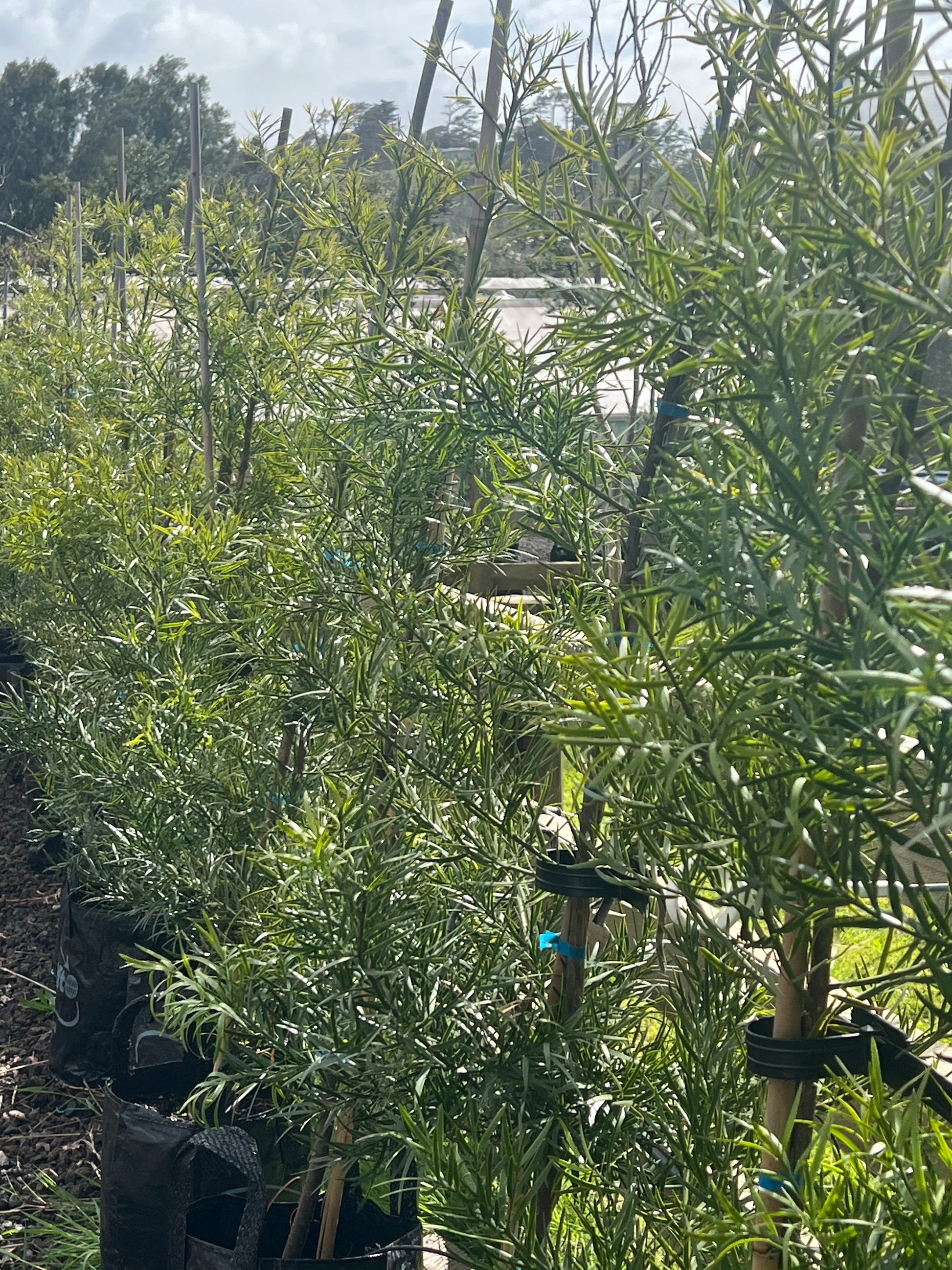 Podocarpus gracilior image 1
