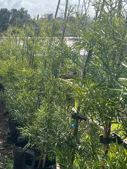 Podocarpus gracilior image 1