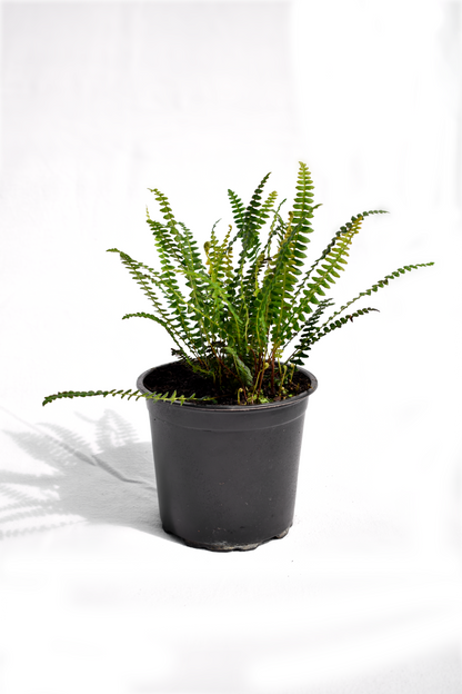 Blechnum penna-marina image 0